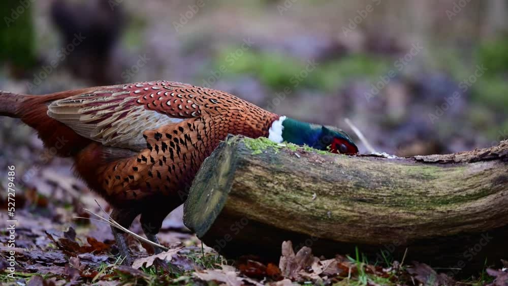 Pheasant cock looking for food in a forest meadow with squirrel in the background, january, north rhine westphalia, germany, (phasianus colchicus) Pheasant cock looking for food in a forest meadow with squirrel in the background, january, north rhine westphalia, germany, (phasianus colchicus)