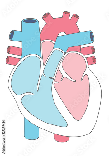  内臓_心臓　文字なし