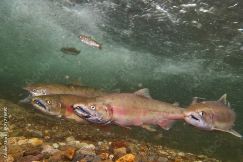 Underwater photography of cherry salmon at Yoro Falls  Nakashibetsu Town  Hokkaido