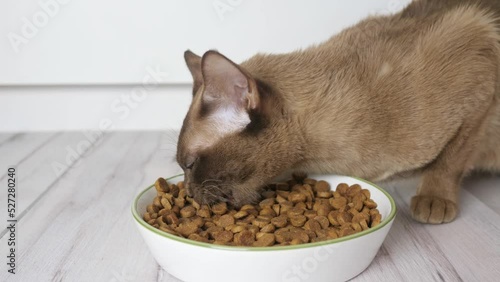 Cat eat dry kibble food from a large bowl. Healthy cat food and pet weight control, no dry food.