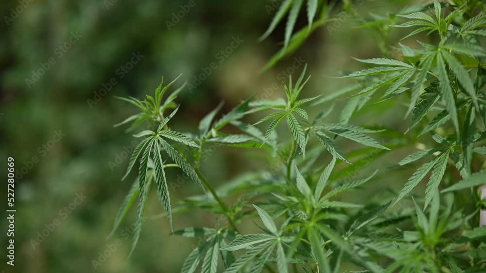 Marijuana leaves of cannabis plants hemp in the field Marijuana leaves of cannabis plants hemp in the field