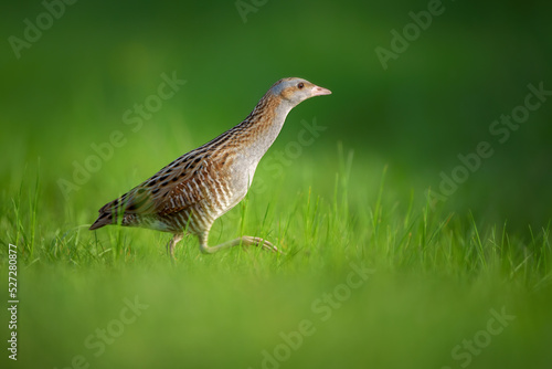 The corn crake or corncrake or landrail is a bird in the rail family photo