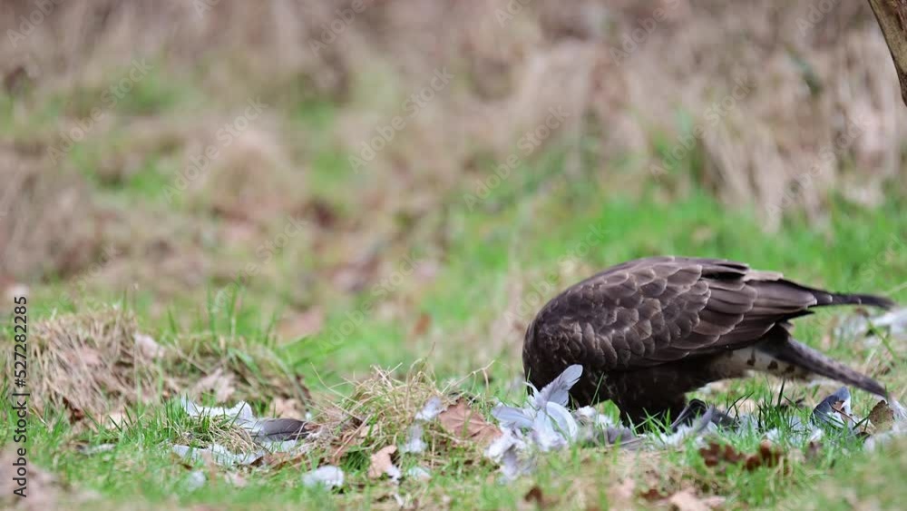 Common buzzard sits on a forest meadow and eats a woodpigeon, birds of prey, winter, (buteo buteo), germany Common buzzard sits on a forest meadow and eats a woodpigeon, birds of prey, winter, (buteo buteo), germany