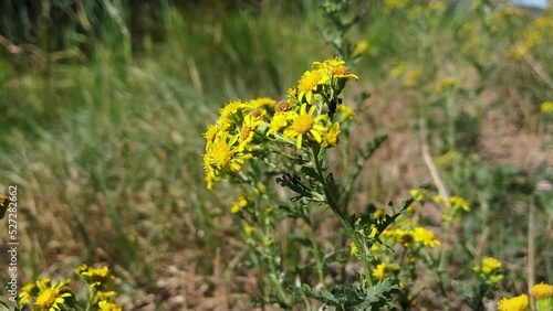 Bush with yellow flowers in spring garden