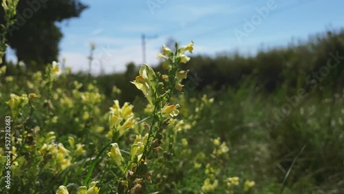 Bush with yellow flowers in spring garden