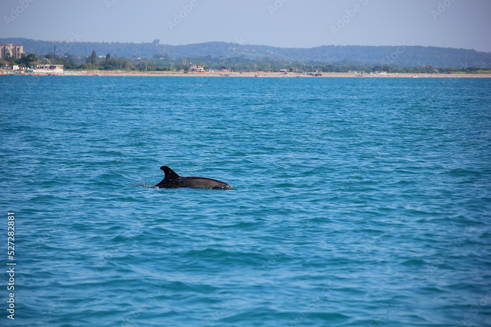 Fototapeta premium dolphin jumping out of water