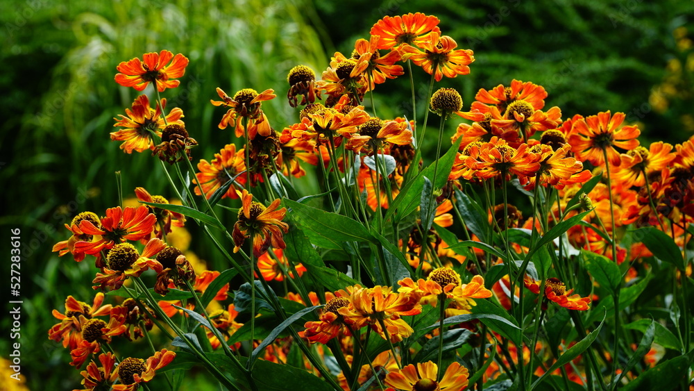A group of blooming orange sneezeweed on green background 