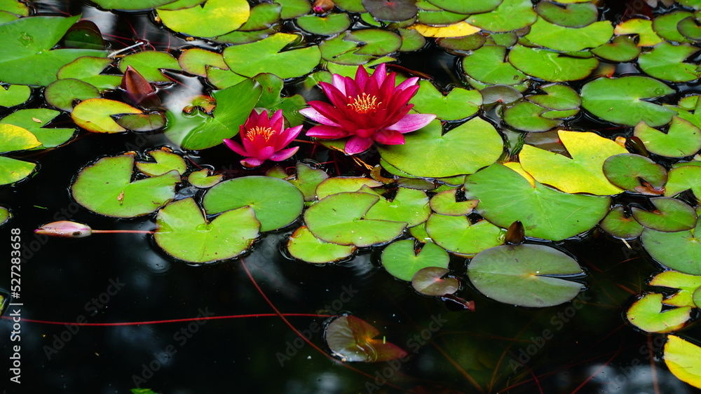 Water red lilies with their leaves in a pond Water red lilies with their leaves in a pond