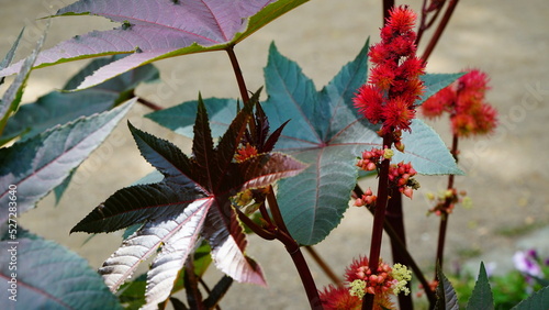 Blooming red castor oil plant with dark violet leaves photo