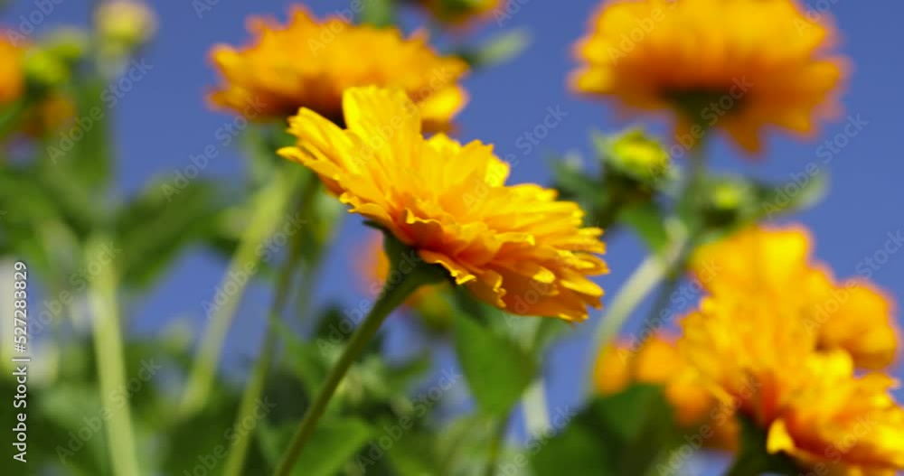 Orange flowers in windy weather, orange flowers swing in the wind Orange flowers in windy weather, orange flowers swing in the wind
