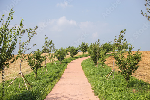 vineyard in region