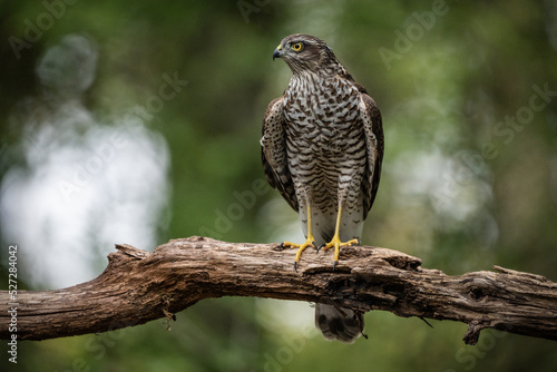 sparrow-hawk resting on a tree
