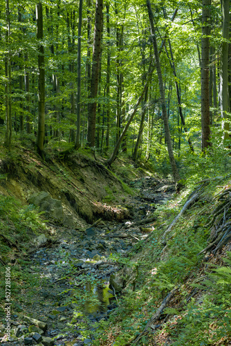 Fototapeta Naklejka Na Ścianę i Meble -  Bieszczady Mountains, Poland, The wildest region in the Poland, Polish Mountains and landscapes, Along the Bieszczady trails, Zwiezlo nature reserve,