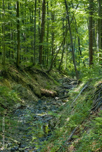 Bieszczady Mountains  Poland  The wildest region in the Poland  Polish Mountains and landscapes  Along the Bieszczady trails  Zwiezlo nature reserve 