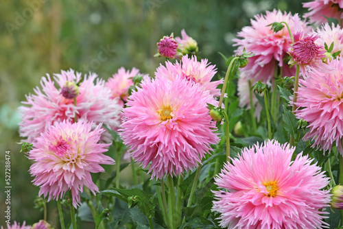 Dahlia  Nadia Ruth  in flower.