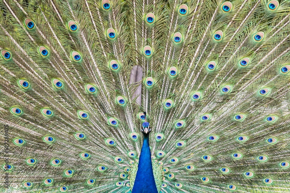 Fototapeta premium Bleu Peacock