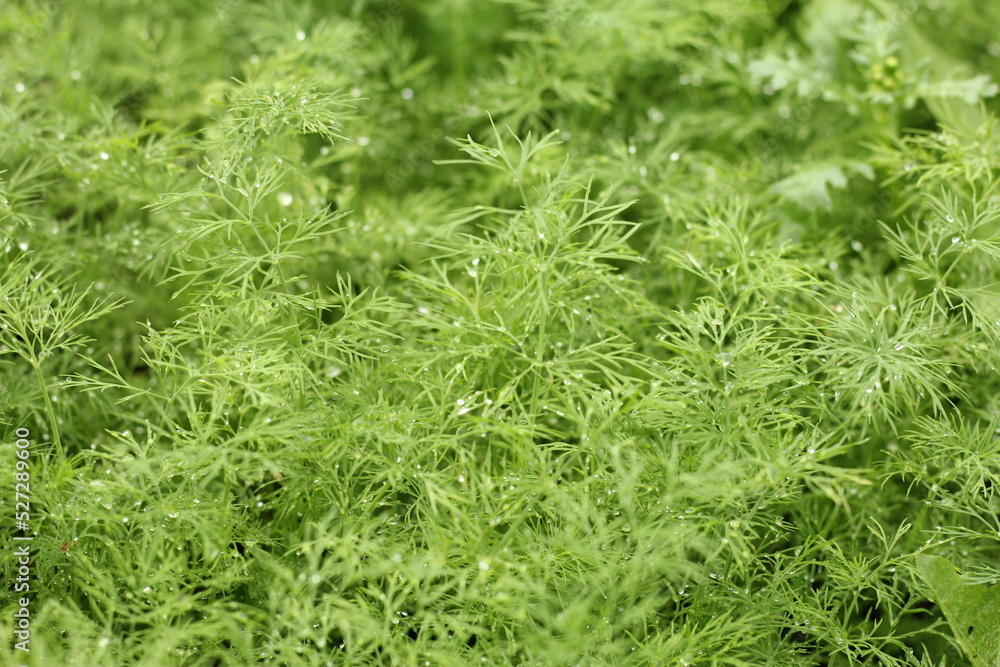 summer background fresh green dill in the garden