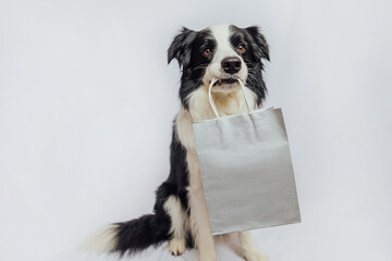 Puppy dog border collie holding shopping bag in mouth isolated on white background. Online or mall shopping shopaholic concept. Black friday Christmas season sale. Mock up
