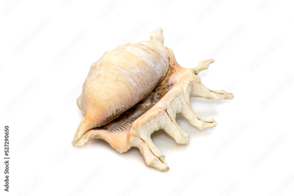 Image Of Lambis Scorpius Sea Shell, Common Name The Scorpion Conch Or ...