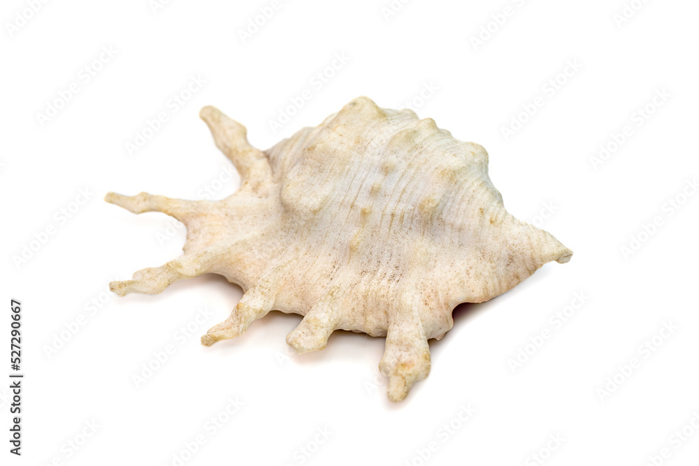 Image of lambis scorpius sea shell, common name the scorpion conch or scorpion spider conch, is a species of large sea snail, a marine gastropod mollusk in the family Strombidae, the true conchs. Image of lambis scorpius sea shell, common name the scorpion conch or scorpion spider conch, is a species of large sea snail, a marine gastropod mollusk in the family Strombidae, the true conchs.