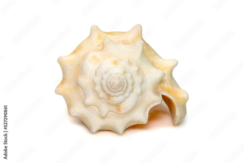 Image of strombus alatus sea shell, the Florida fighting conch, is a species of medium-sized, warm-water sea snail, a marine gastropod mollusk in the family Strombidae, the true conchs. Image of strombus alatus sea shell, the Florida fighting conch, is a species of medium-sized, warm-water sea snail, a marine gastropod mollusk in the family Strombidae, the true conchs.
