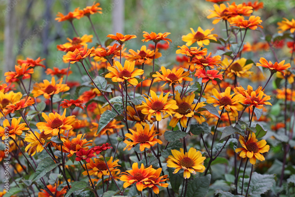 Heliopsis helianthoides 'Bleeding Hearts' in flower.