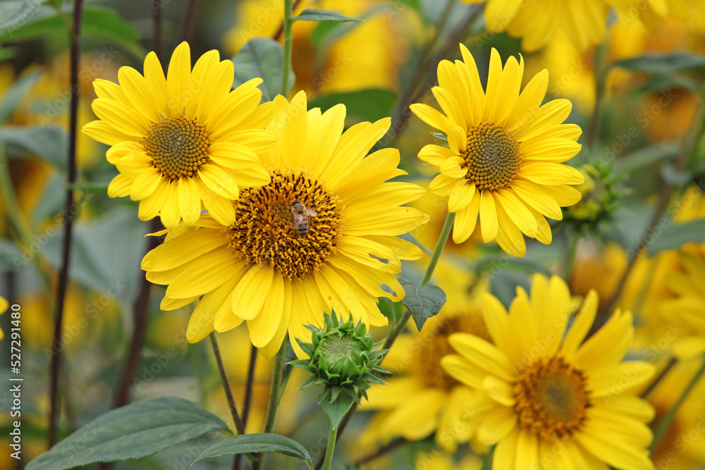 Fototapeta premium Heliopsis helianthoides, false sunflower, in bloom.