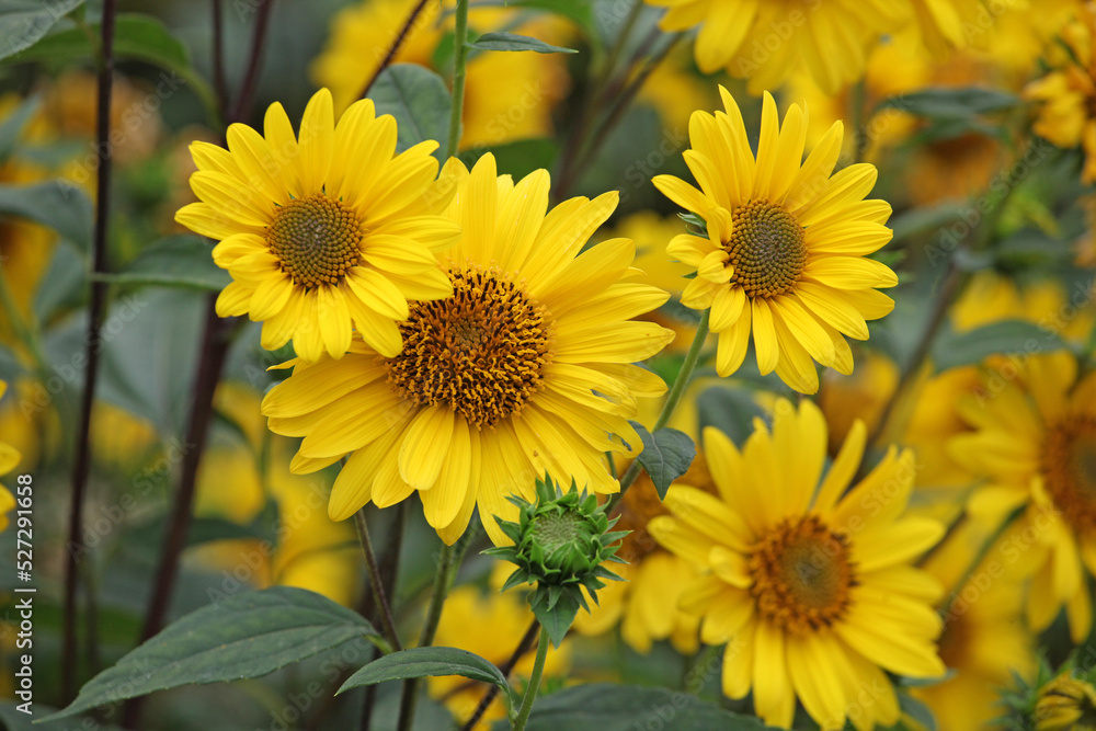 Fototapeta premium Heliopsis helianthoides, false sunflower, in bloom.