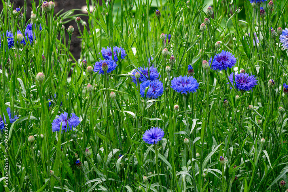 Blue flowers of cornflowers grow on a flower bed in the park. Blue flowers of cornflowers grow on a flower bed in the park.