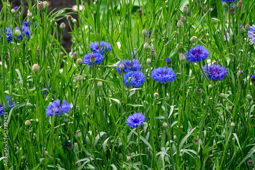 Blue flowers of cornflowers grow on a flower bed in the park.