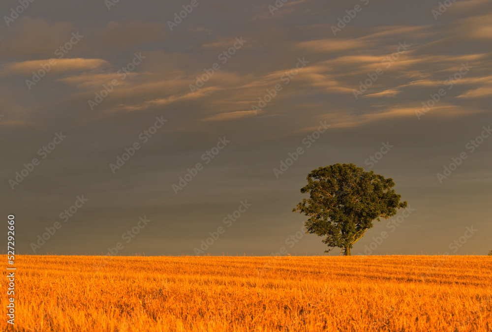 Fototapeta premium Lonely tree in golden field with copy space