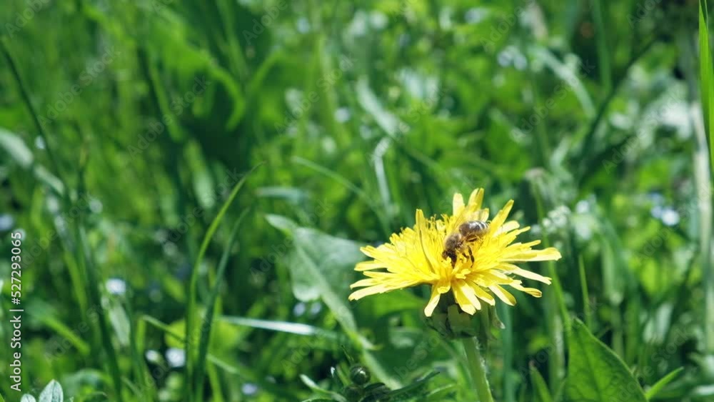 A bee on a dandelion collects pollen close-up against a background of green grass A bee on a dandelion collects pollen close-up against a background of green grass