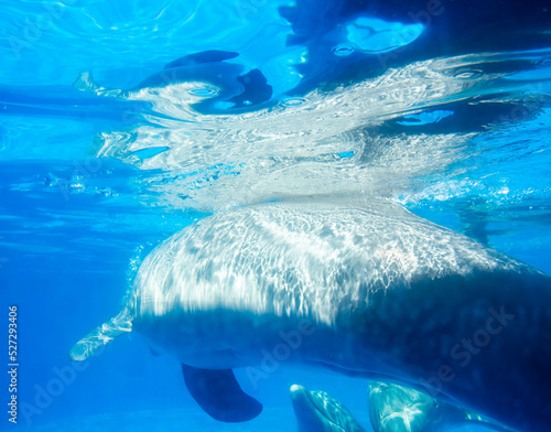 Fotobehang Underwater Dolphin Ethreal Shimmering water bottlenose dolphin sea aquatic ocean