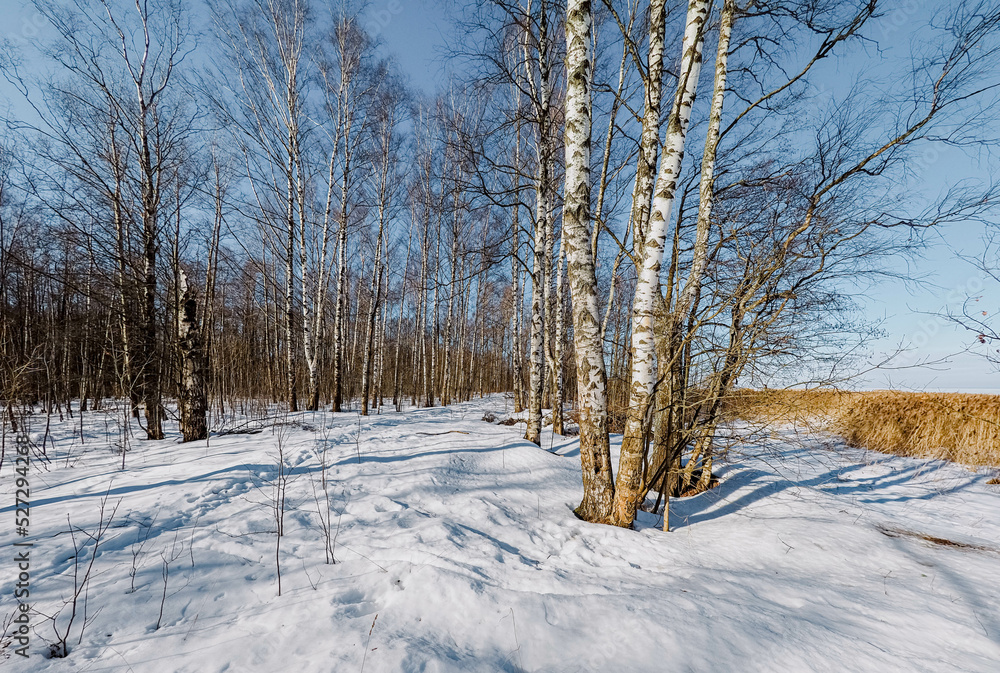 trees in winter trees in winter