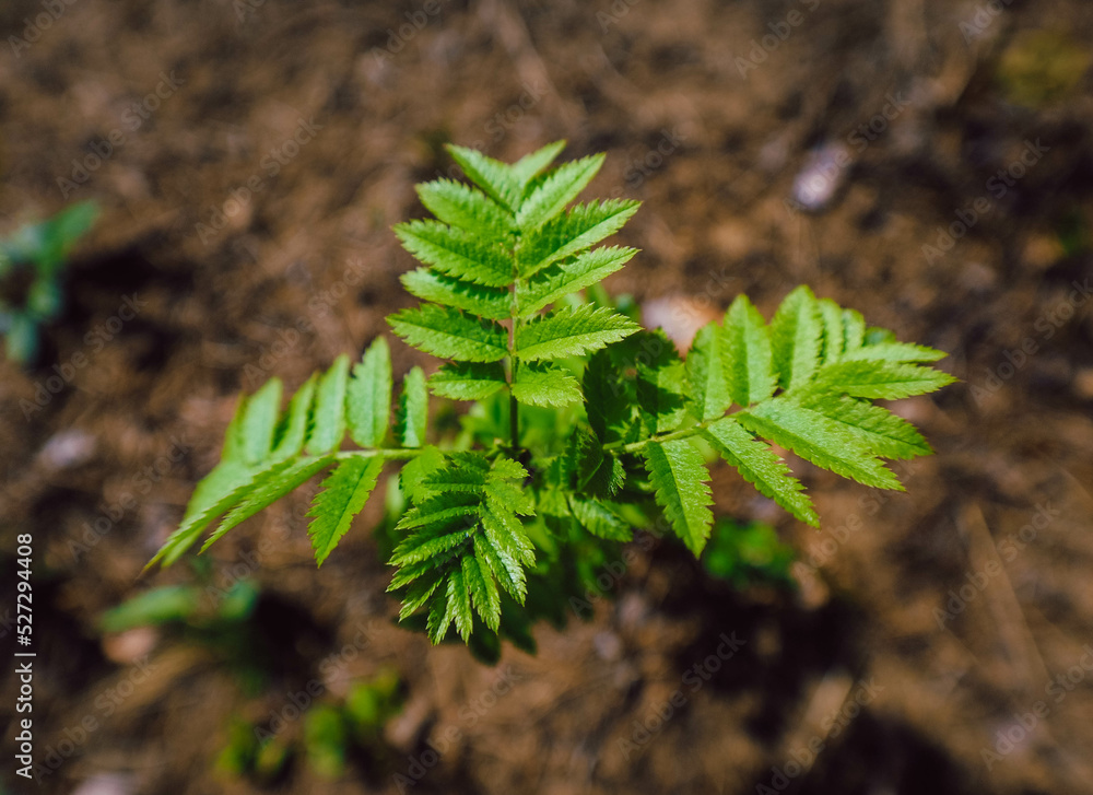 fern leaves fern leaves