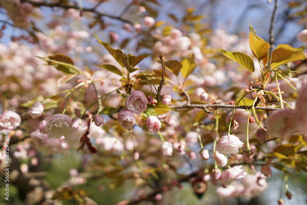 blossom in spring in varna bulgaria , flowerday blossom in spring in varna bulgaria , flowerday