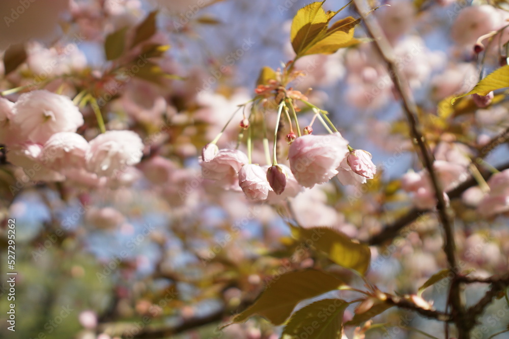 blossom in spring in varna bulgaria , flowerday blossom in spring in varna bulgaria , flowerday