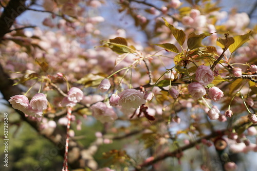 blossom in spring in varna bulgaria , flowerday 
