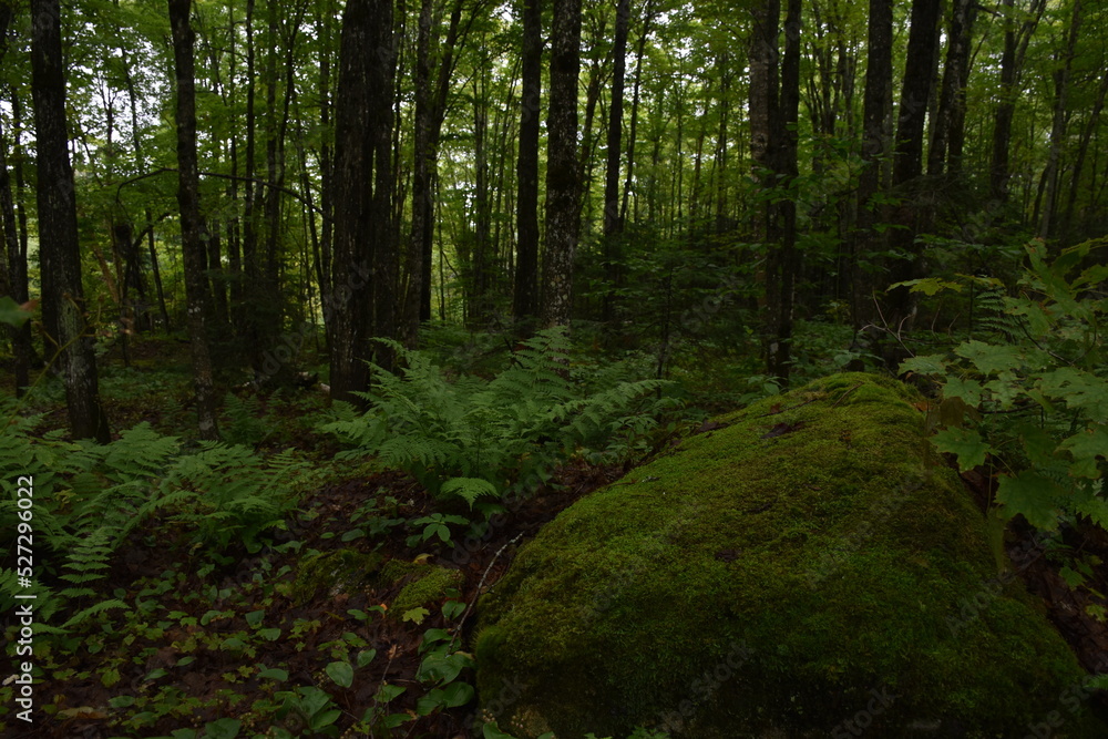 A forest in summer after the rain, Sainte-Apolline, Québec, Canada