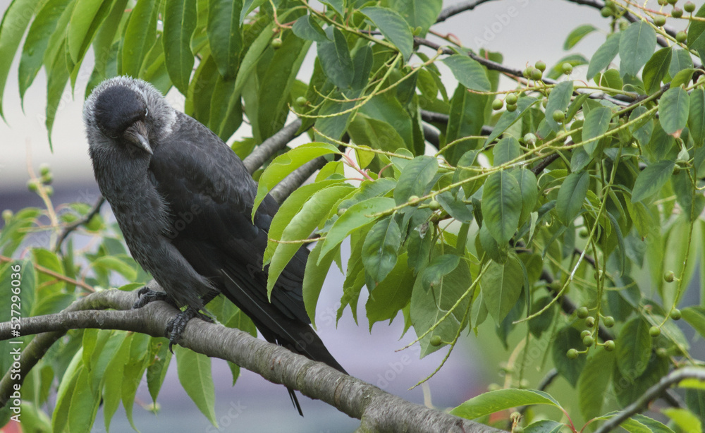 Obraz premium Crow