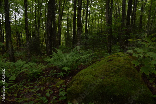 A forest in summer after the rain, Sainte-Apolline, Québec, Canada © Claude Laprise