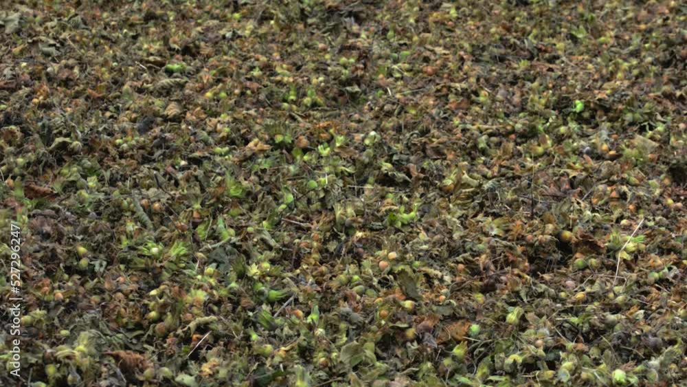 Freshly harvested hazelnuts, ground leafy hazelnuts, spilled hazelnuts, fatsa Turkey. Freshly harvested hazelnuts, ground leafy hazelnuts, spilled hazelnuts, fatsa Turkey.