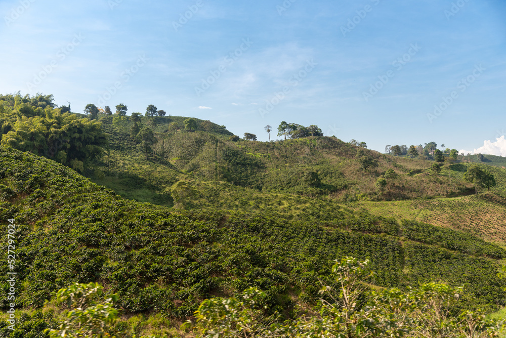 Fields with coffee crops on a slope of a small mountain. Colombia