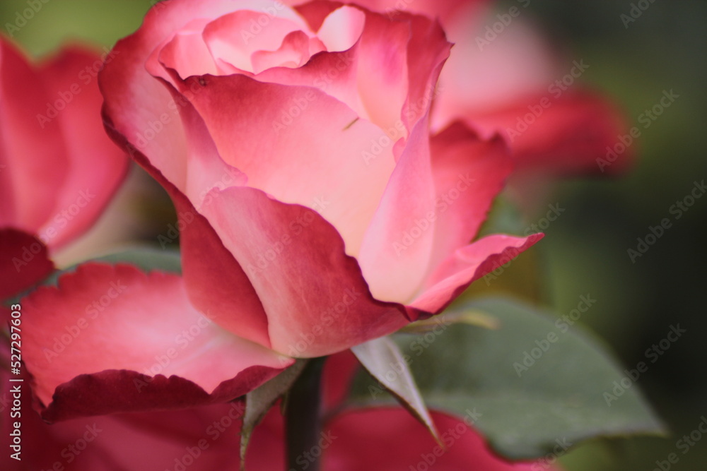 pink rose in the garden