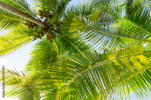 Bottom view of coconut palms. Lush green palm leaves against the sky. Coconuts  palm background.