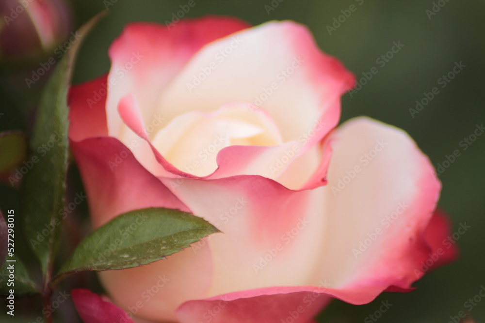 pink rose