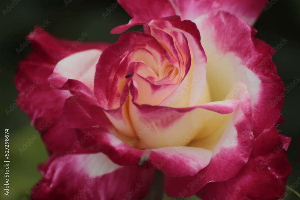 pink rose closeup pink rose closeup