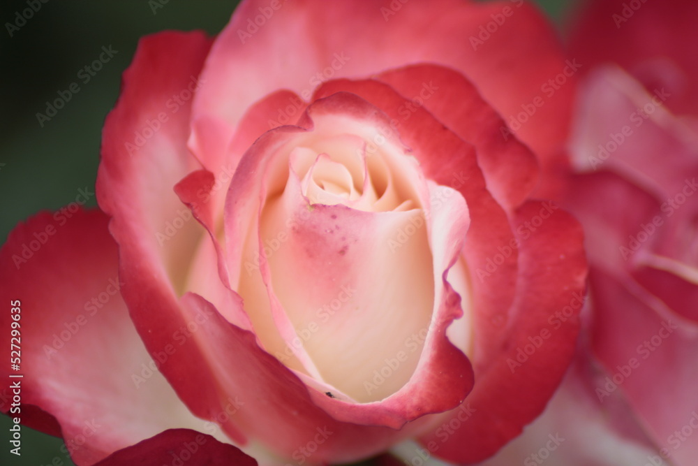 pink tulip closeup pink tulip closeup