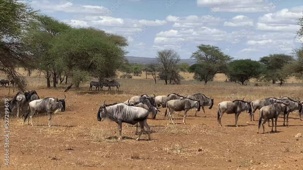 African Safari in African Savannah in search of Big Five during great migration on special safari jeep near. Herd of Zebras, Antelope gnu, lions, elephants and more wild animals in wildlife nature African Safari in African Savannah in search of Big Five during great migration on special safari jeep near. Herd of Zebras, Antelope gnu, lions, elephants and more wild animals in wildlife nature