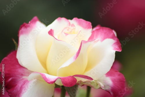 Wallpaper Mural pink rose close up Torontodigital.ca